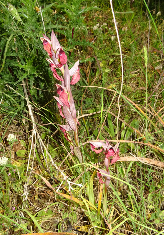 Serapias orientalis subsp. apulica ? - Otranto (LE)